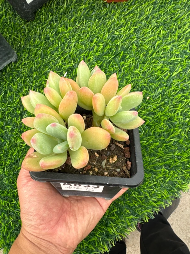 A833，撒古拉酱，多肉植物一物一拍