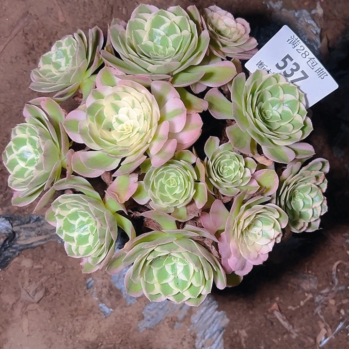 537海仙多肉植物保护