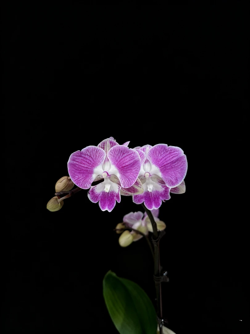 蝴蝶兰--【赫兹】任意两颗包邮，只拍一颗发苗！！