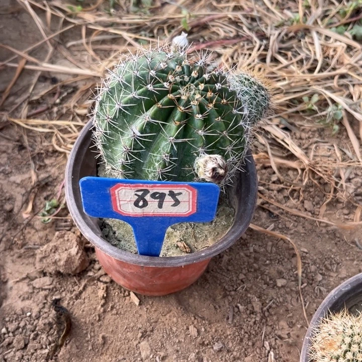 薇***姐895，品种彩草金可可