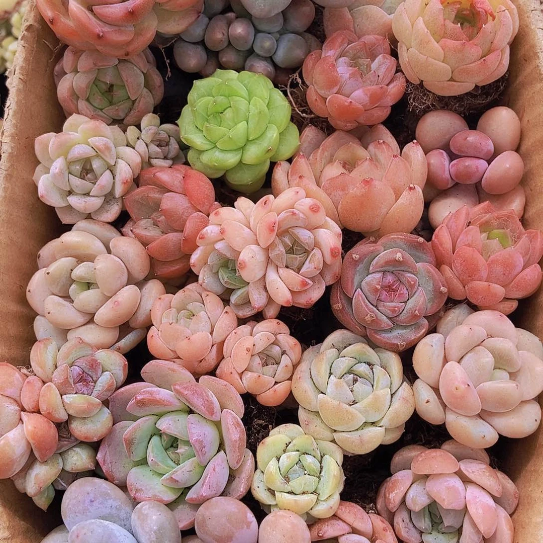 0000001量拍保底20颗