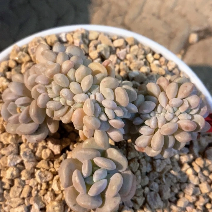 大***静我是真的很喜欢