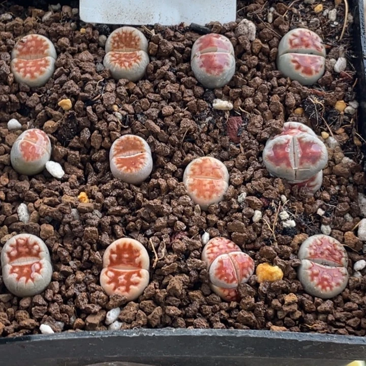 426红窗玉母本带盆