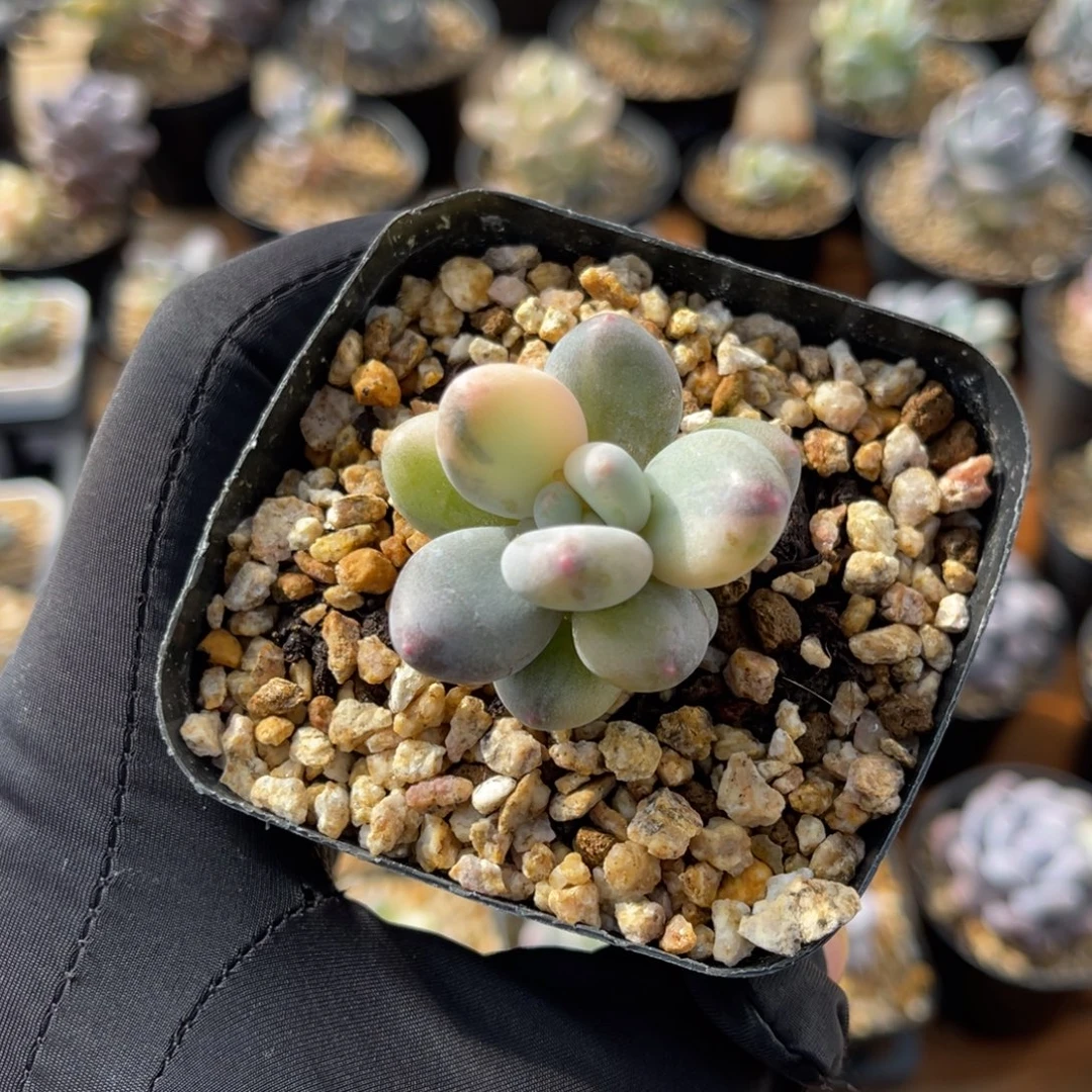 奶酪锦母本一物一拍