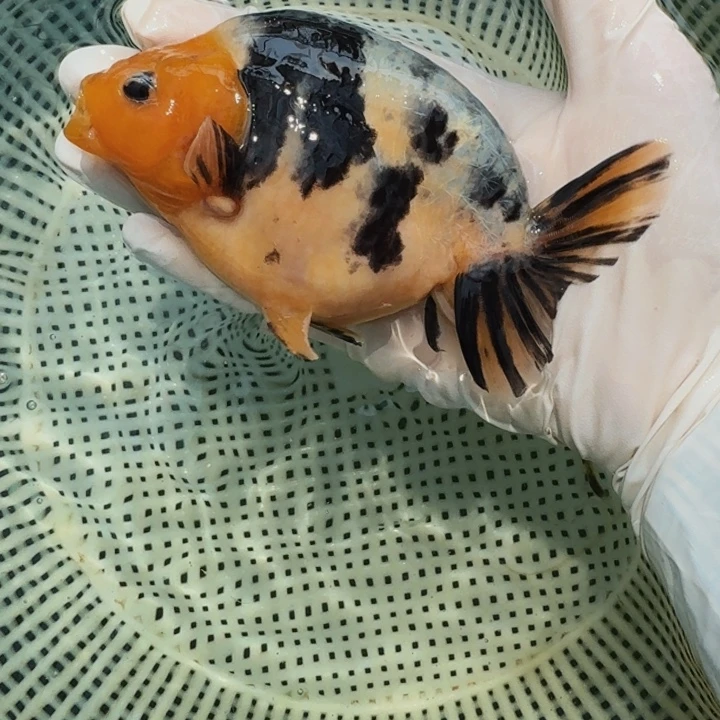 金鱼大体兰寿压成