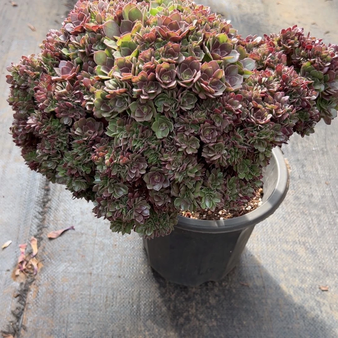 万圣节全朵朵老桩厚板