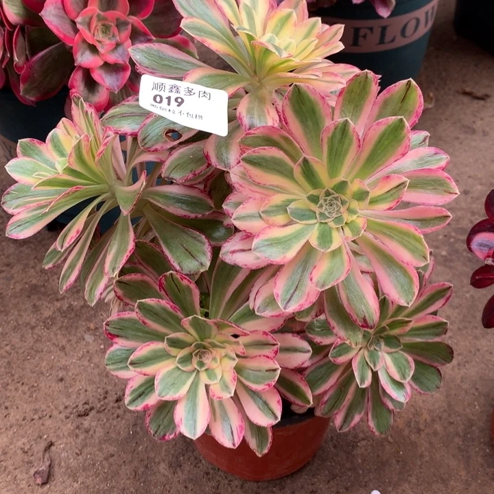 019微锦多肉植物