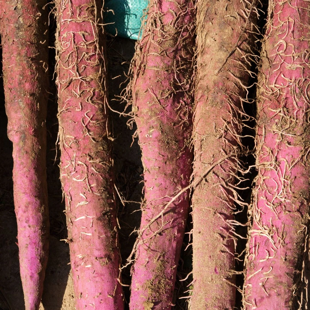 开化林山石菖头紫山药农家有机山药