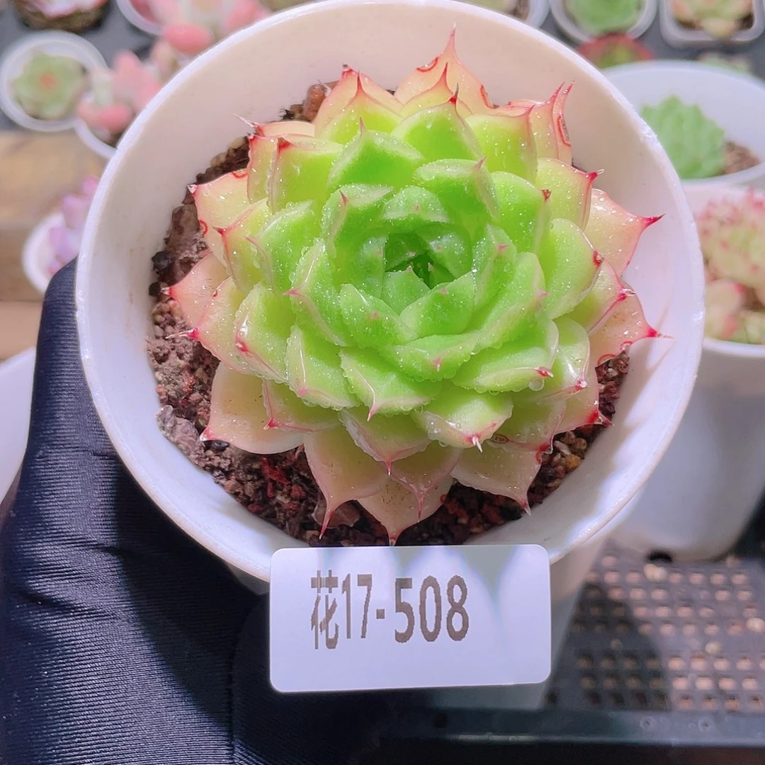 花利美17-508麦秆
