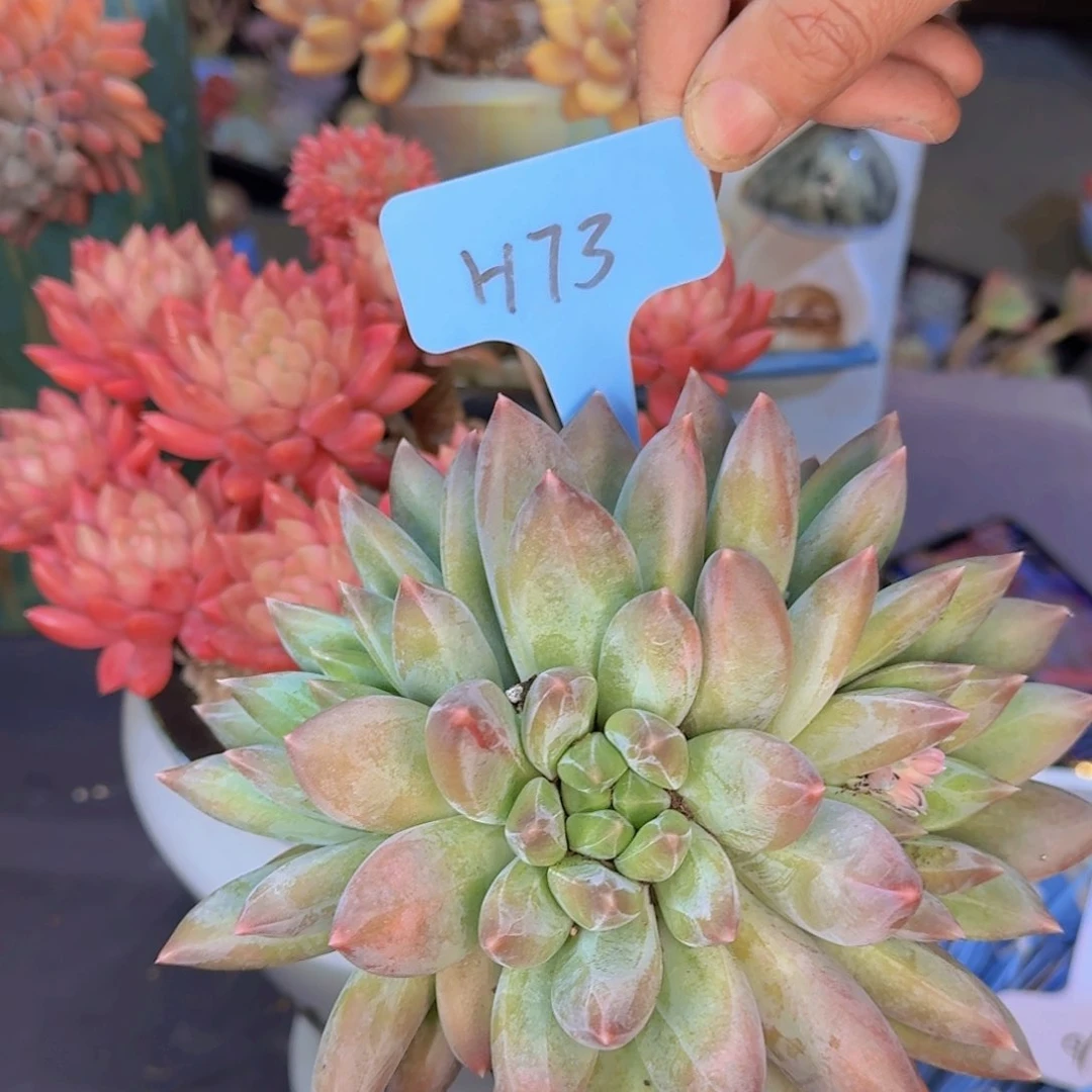 多肉植物的生长发育和