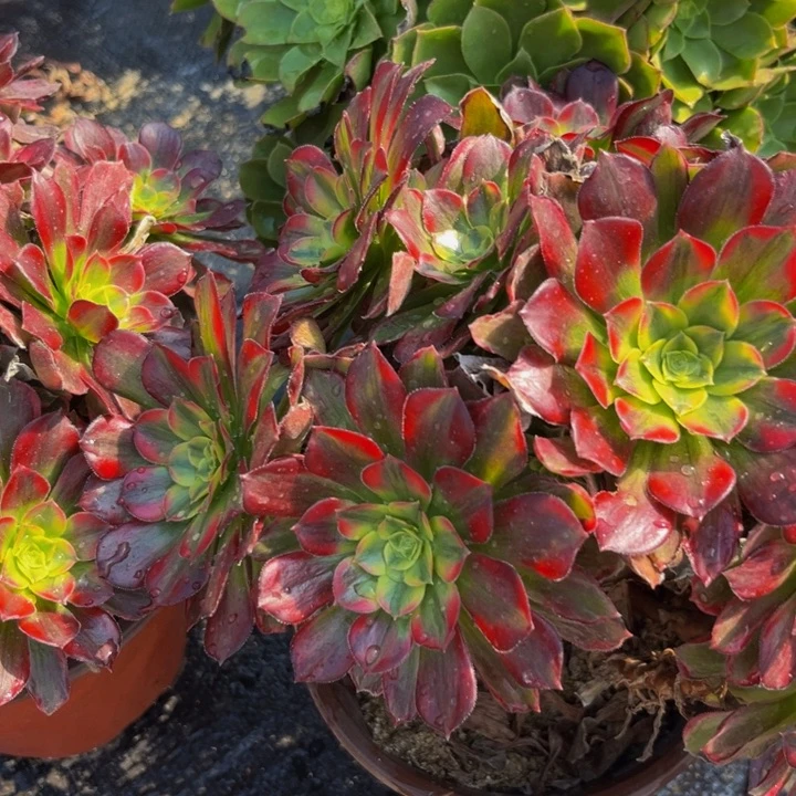 15多肉植物一物一拍