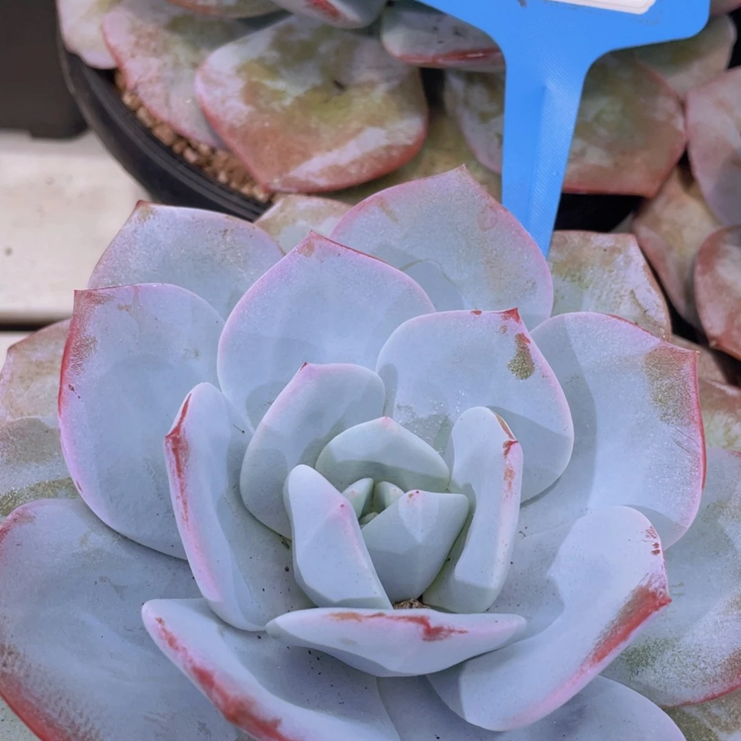 0724-2-超大韩版奶茶单头一颗量拍