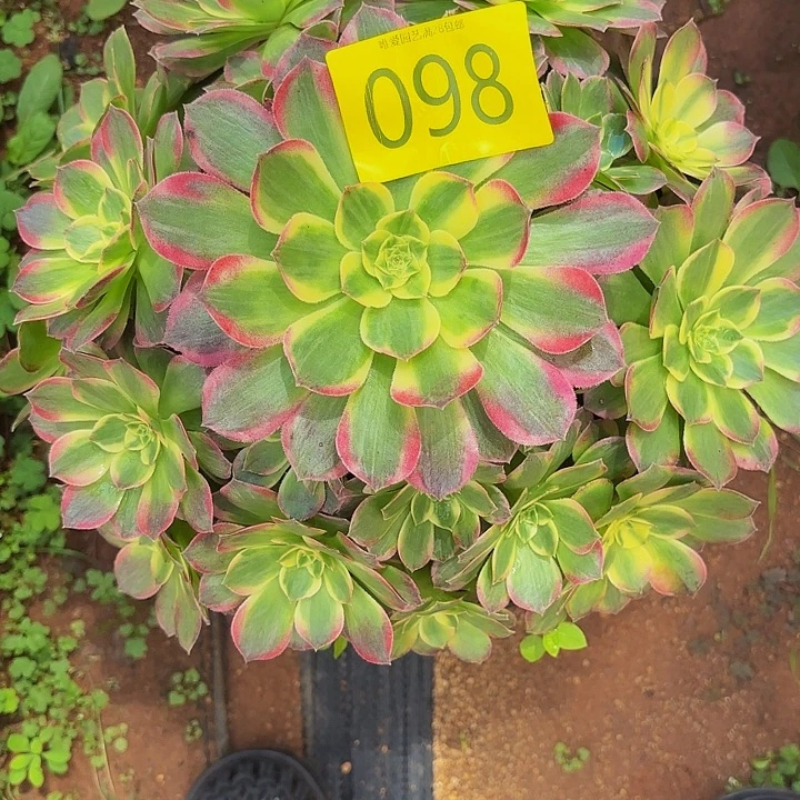 多肉植物福利 098个