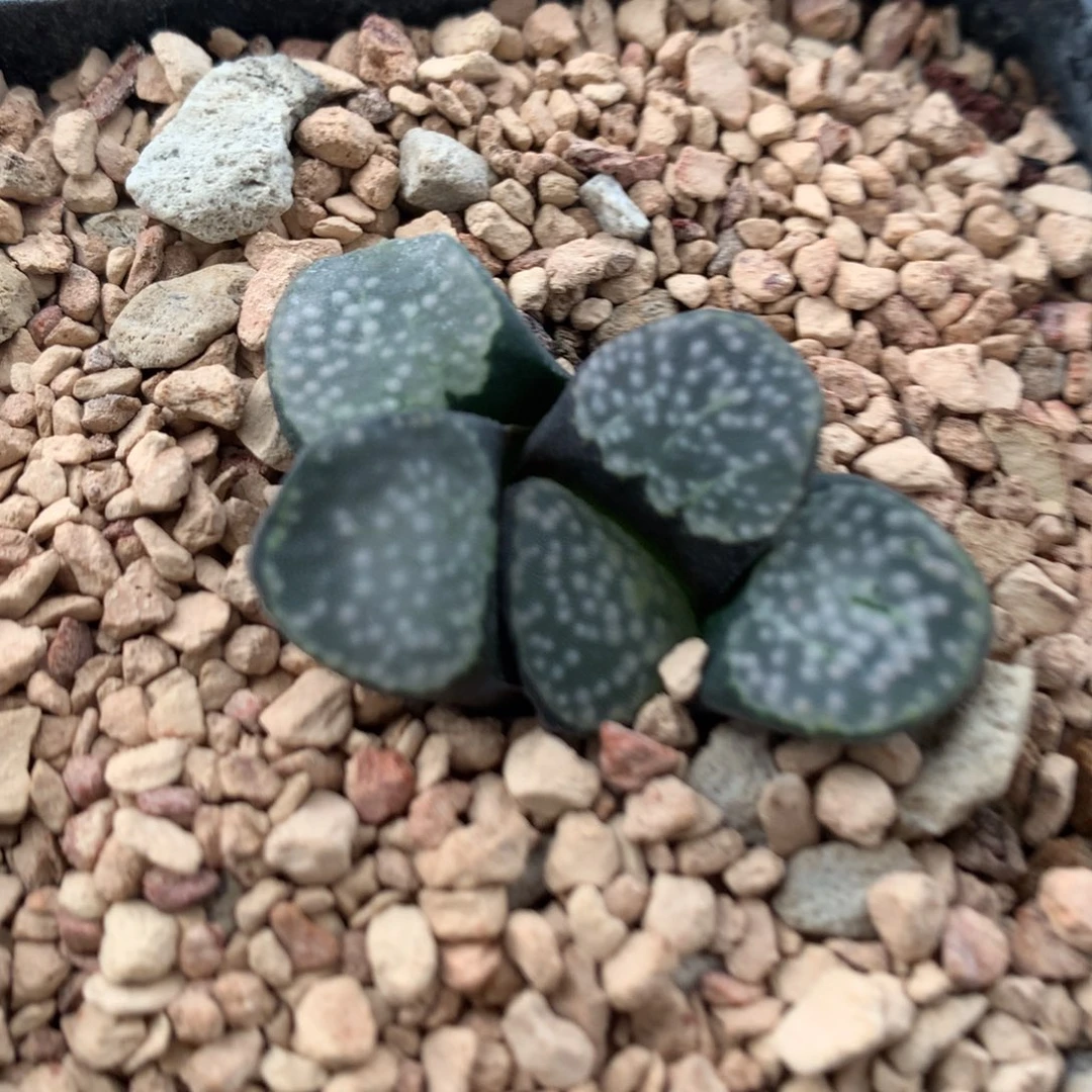 195黑白点点多肉植物