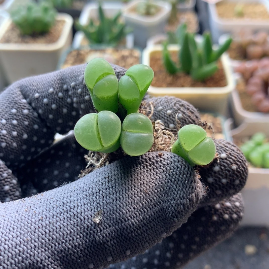 775风铃母本两颗