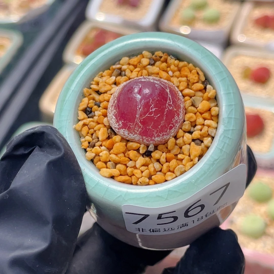 无花朵7567--一物一拍 带盆