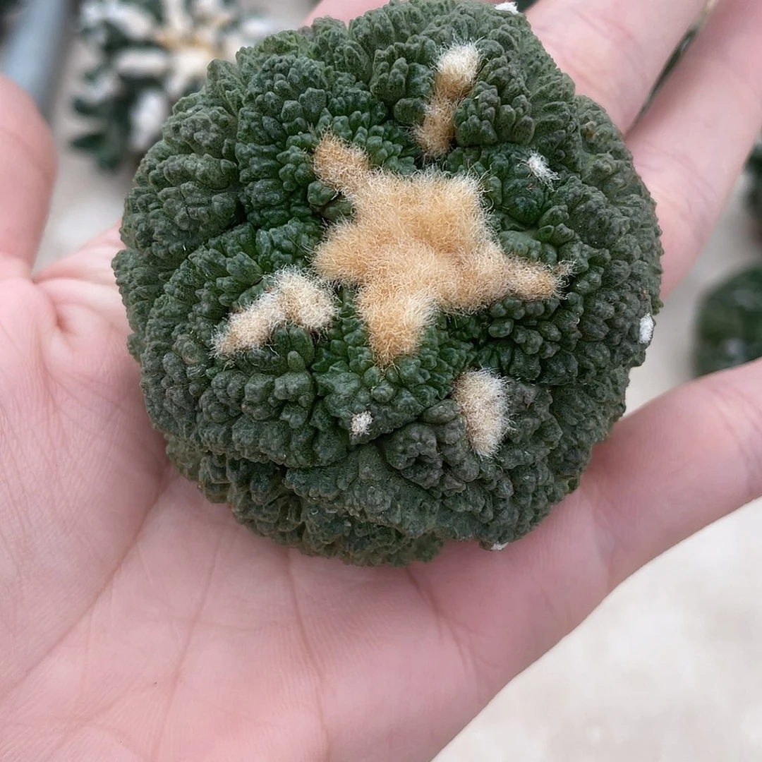 自根馒头哥斯拉牡丹