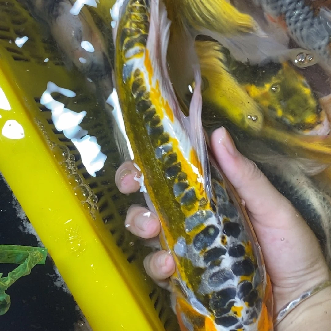 锦鲤冷水锦鲤包邮