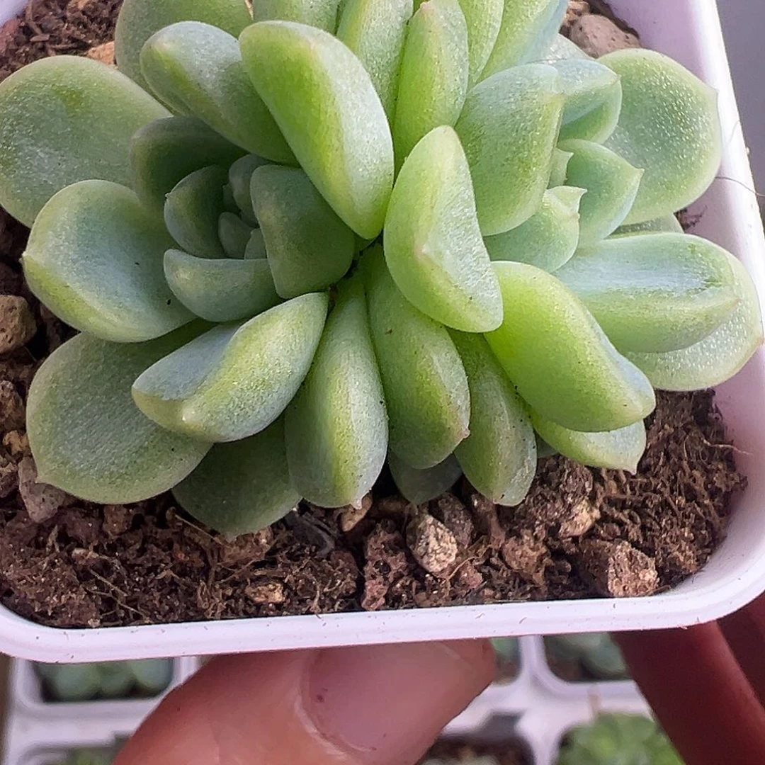 ᰔ****表妹双头。