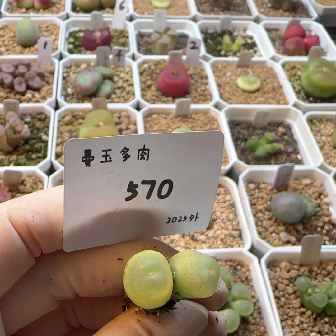 丁*多肉多肉多肉2025-570丁加