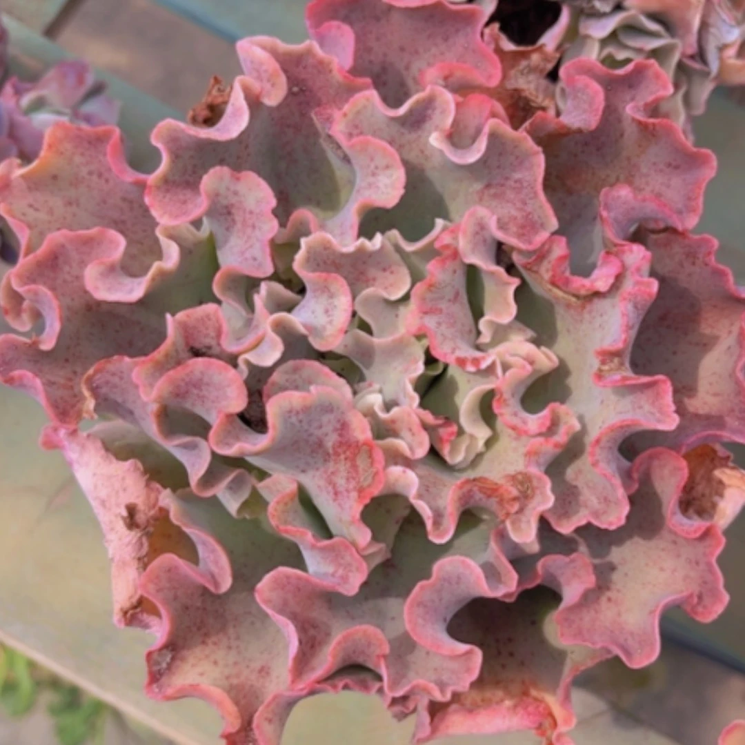 【闪购商品】高砂1675