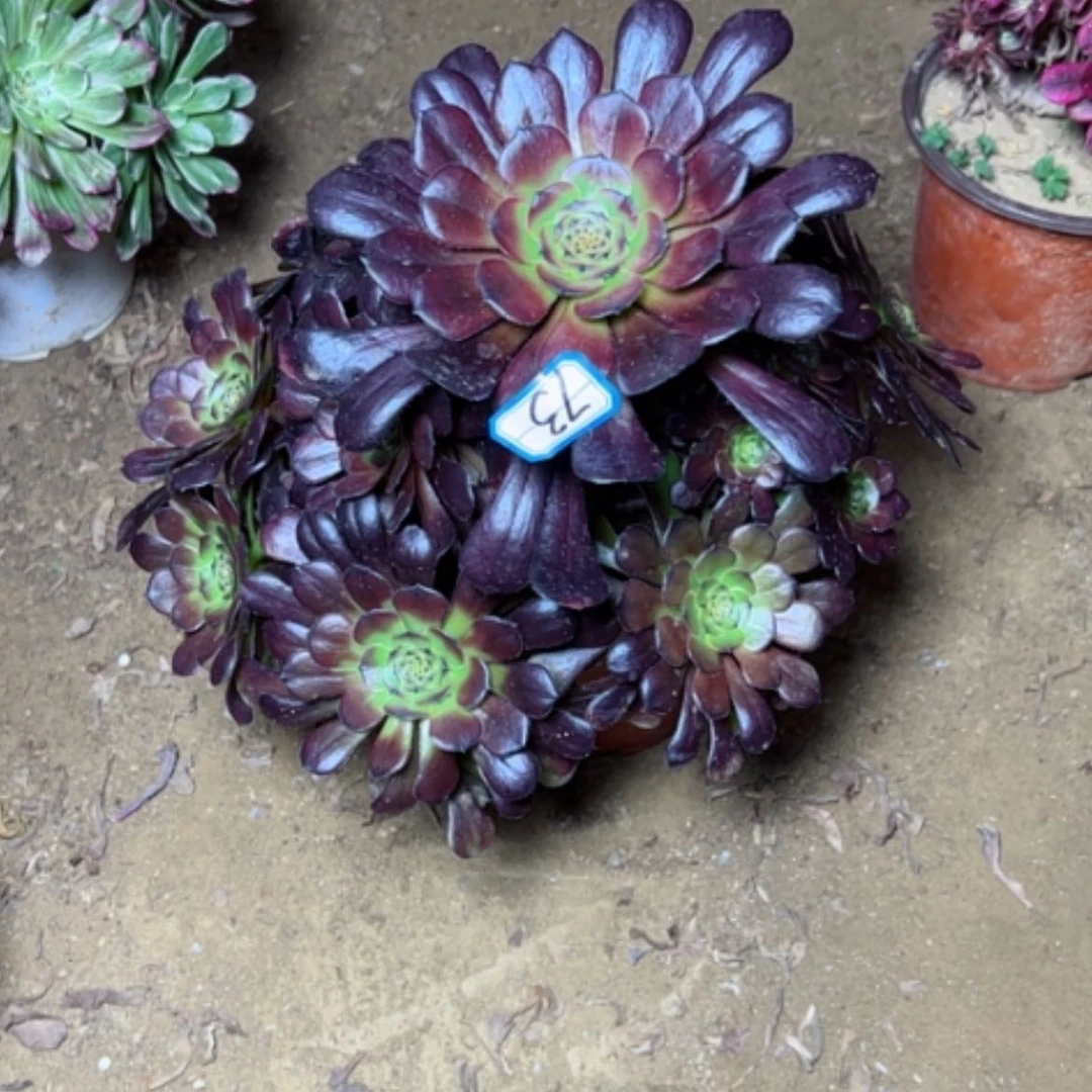 【闪购商品】多肉植物黑萝莉73