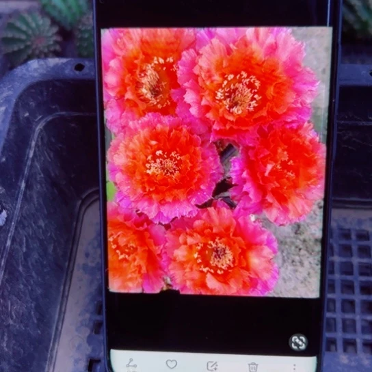 下23彩草魅羽歪无根侧芽4公分左右20包邮