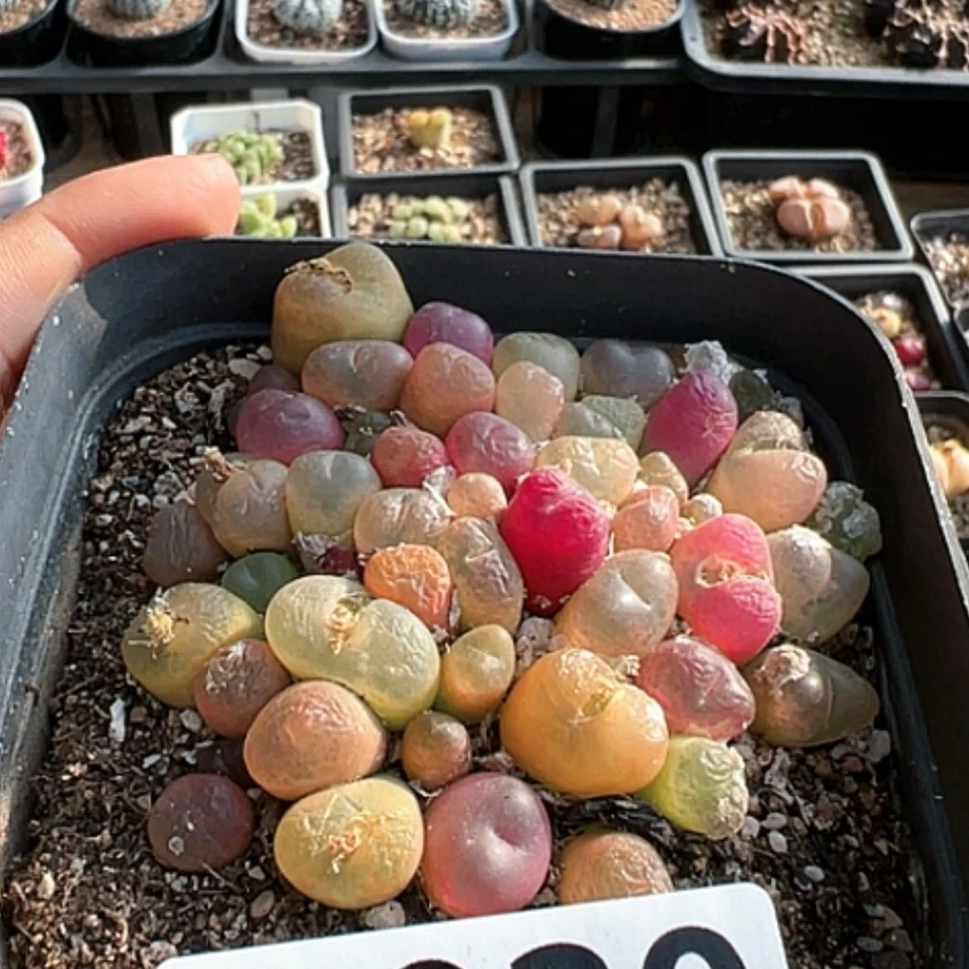 【闪购商品】特价毛混带盆发