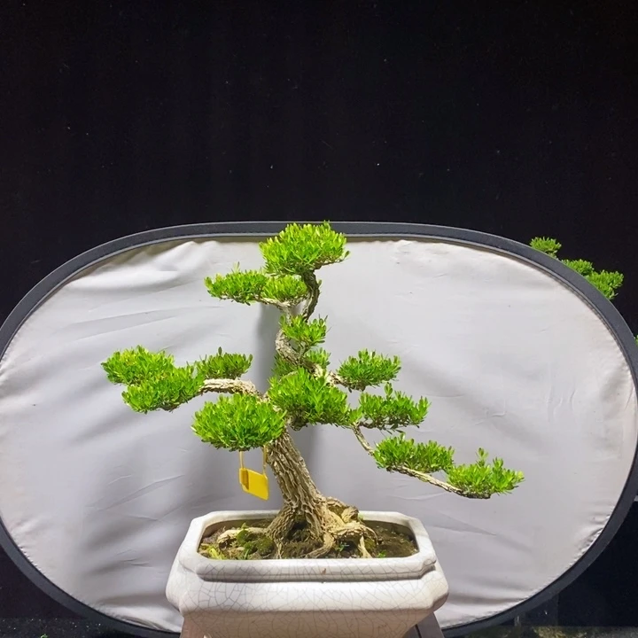 无花朵广东皱皮雀舌黄杨老桩盆景