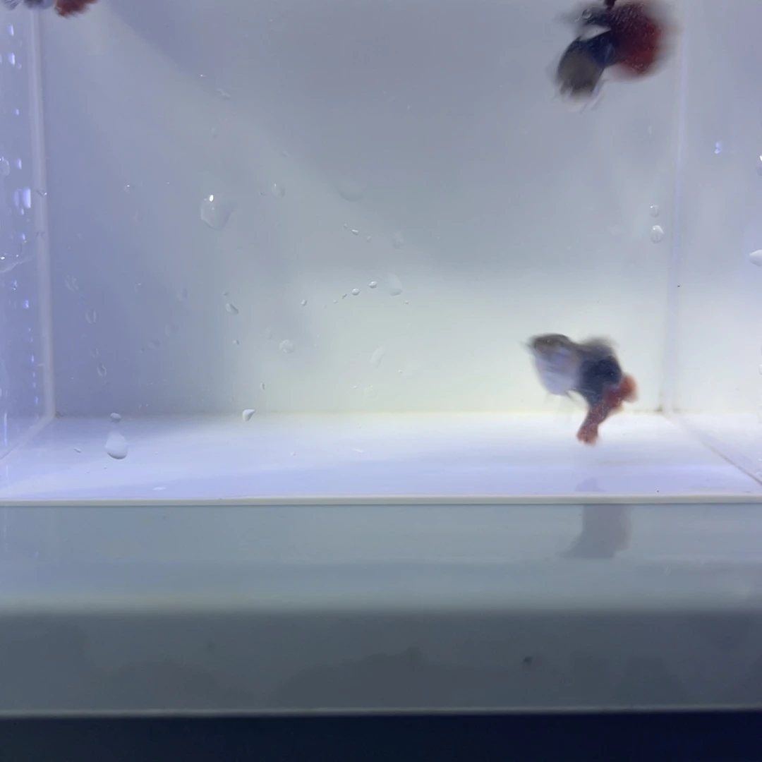 孔雀鱼折扇两对开箱视频报损