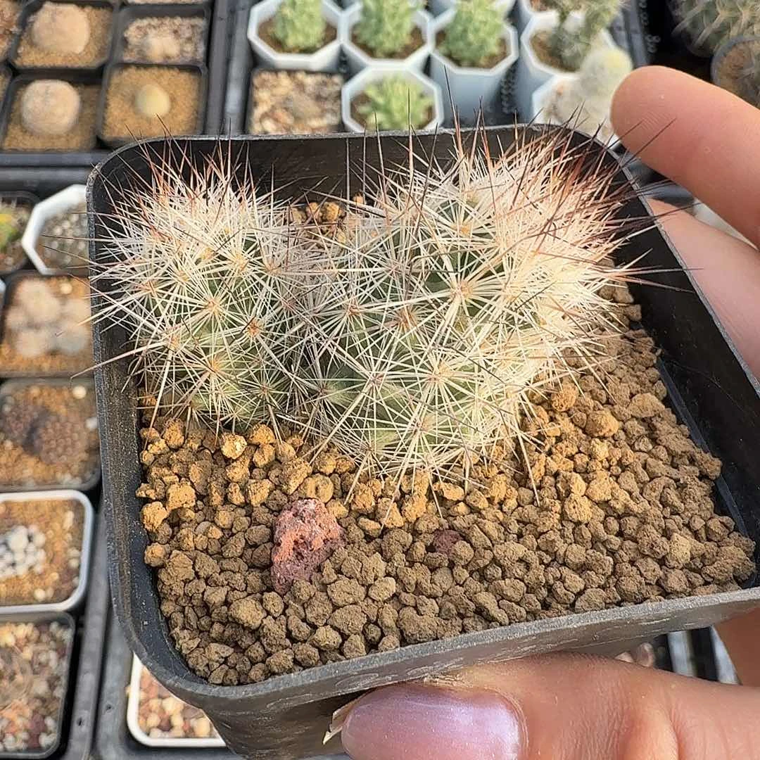 实生鹿鸣丸脱土发货