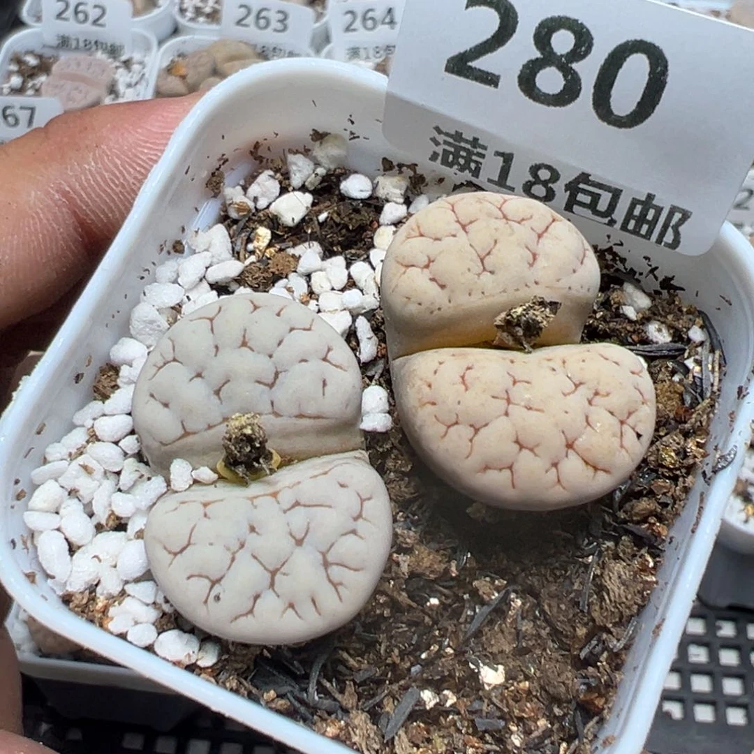 【闪购商品】 280。