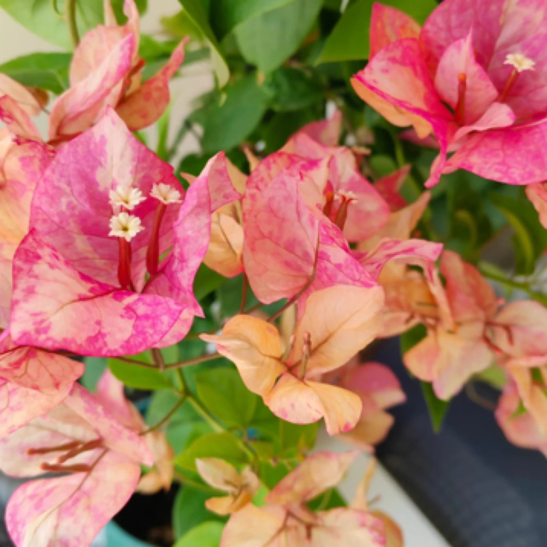 （阿朱娜）漳州热卖品种三角梅勤花四季爬藤飘枝