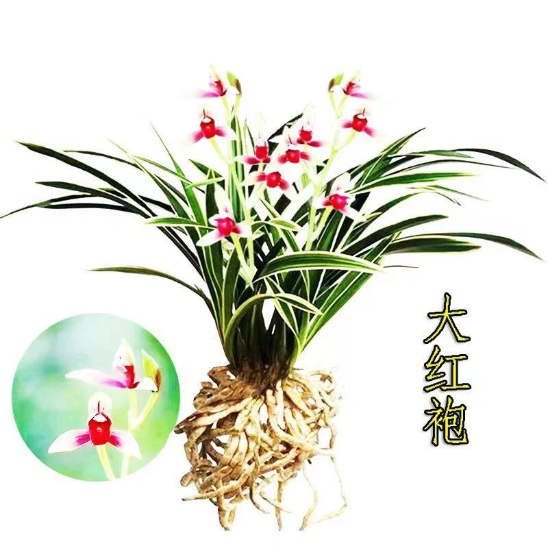 金边大红袍兰花苗室内矮种盆栽净化空气绿植花卉