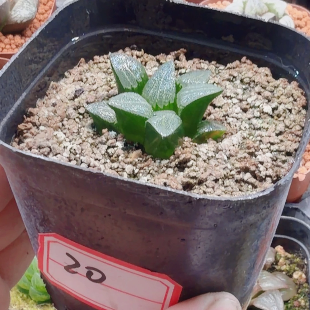 无花朵十二卷实生福利