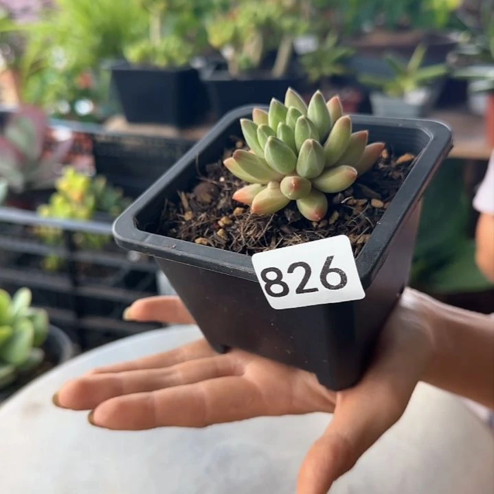 826号 一物一拍 一物一拍