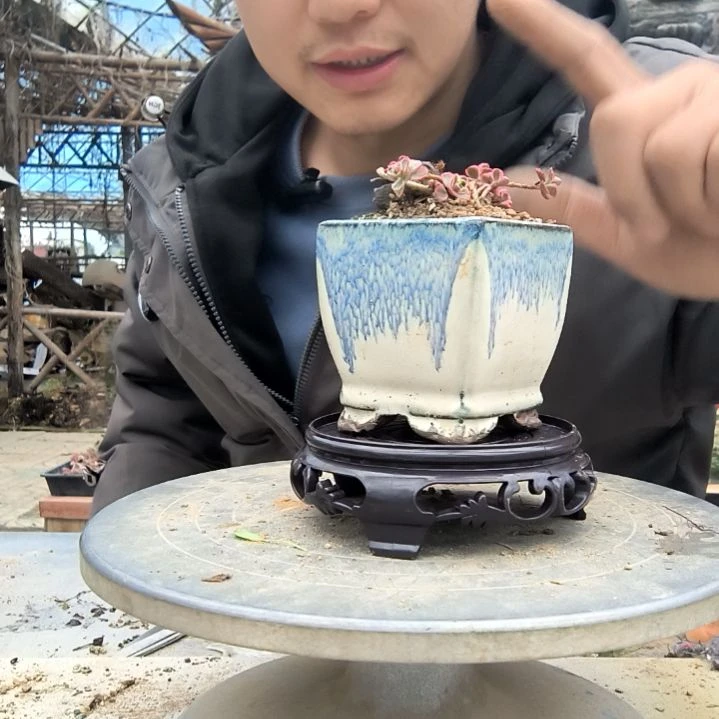 肖*波小盆景小植物一物一拍101