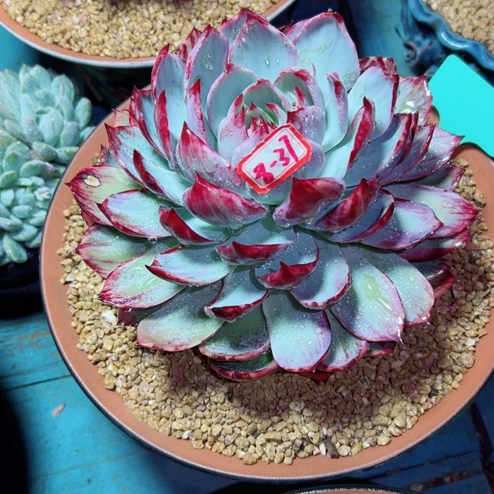 是****啊精品多肉植物老桩