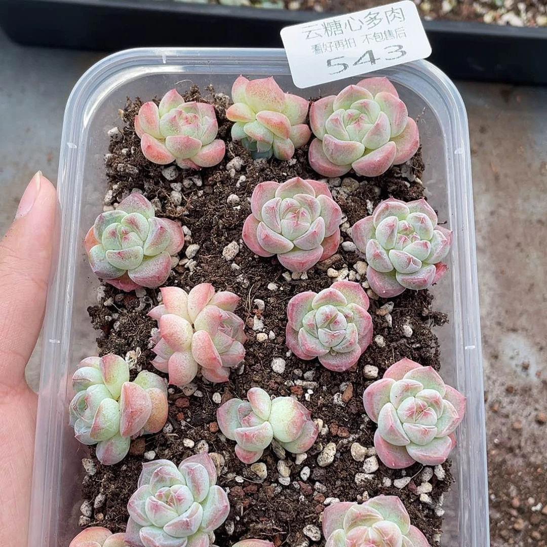 云糖心多肉植物543
