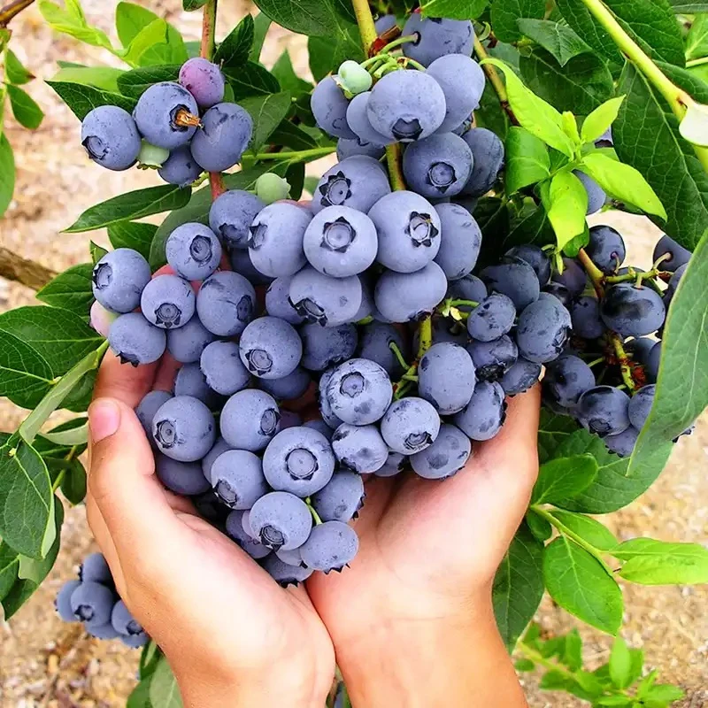 云南蓝莓树苗基地直发[带花带果发货]蓝莓果树苗地栽盆栽