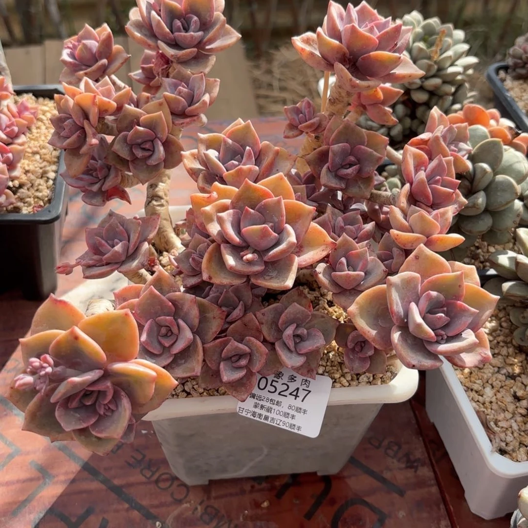 多肉植物05247gg