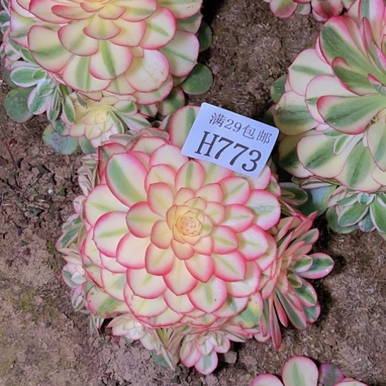 773荔枝多肉植物