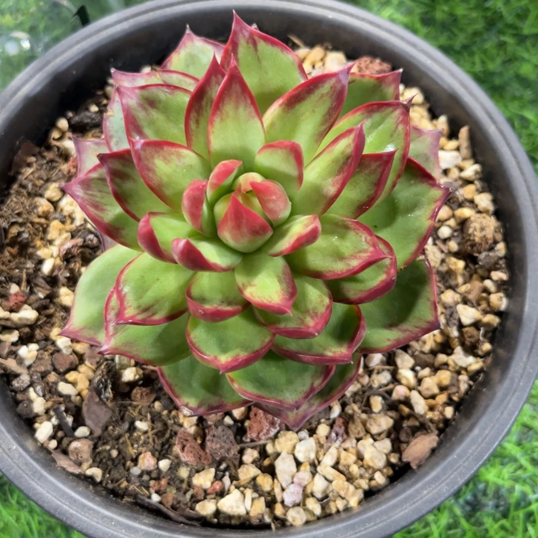 小***鹿惊鸿仙子一物一拍