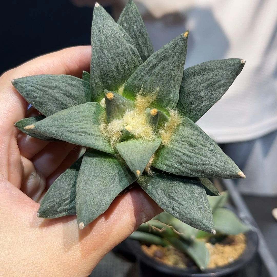 10cm实生大青瓷牡丹杂萝卜根