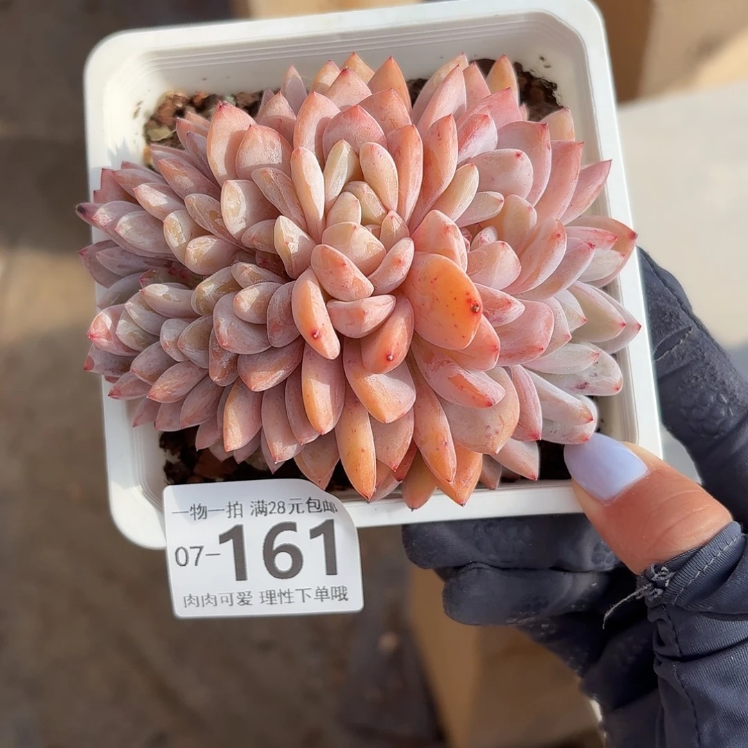 橙梦露缀无盆土发货