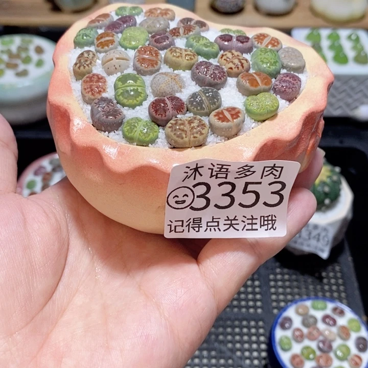 精美盆栽 一物一拍3353