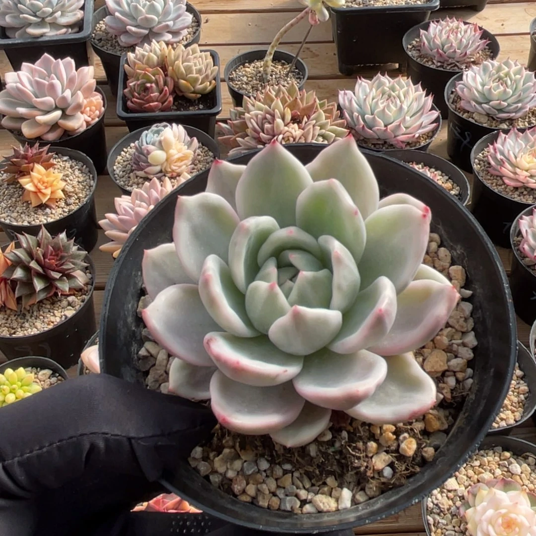 香槟锦一物一拍不支持退换