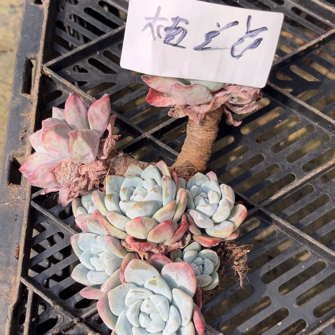 一****西兰花专拍冰玉两颗