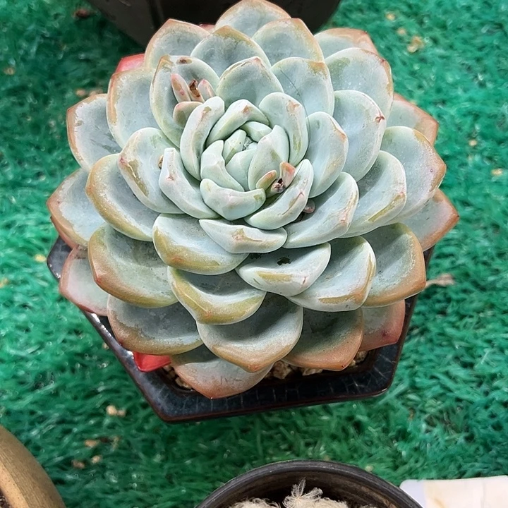 冰玉，，，，，，，，，，，，，，，，