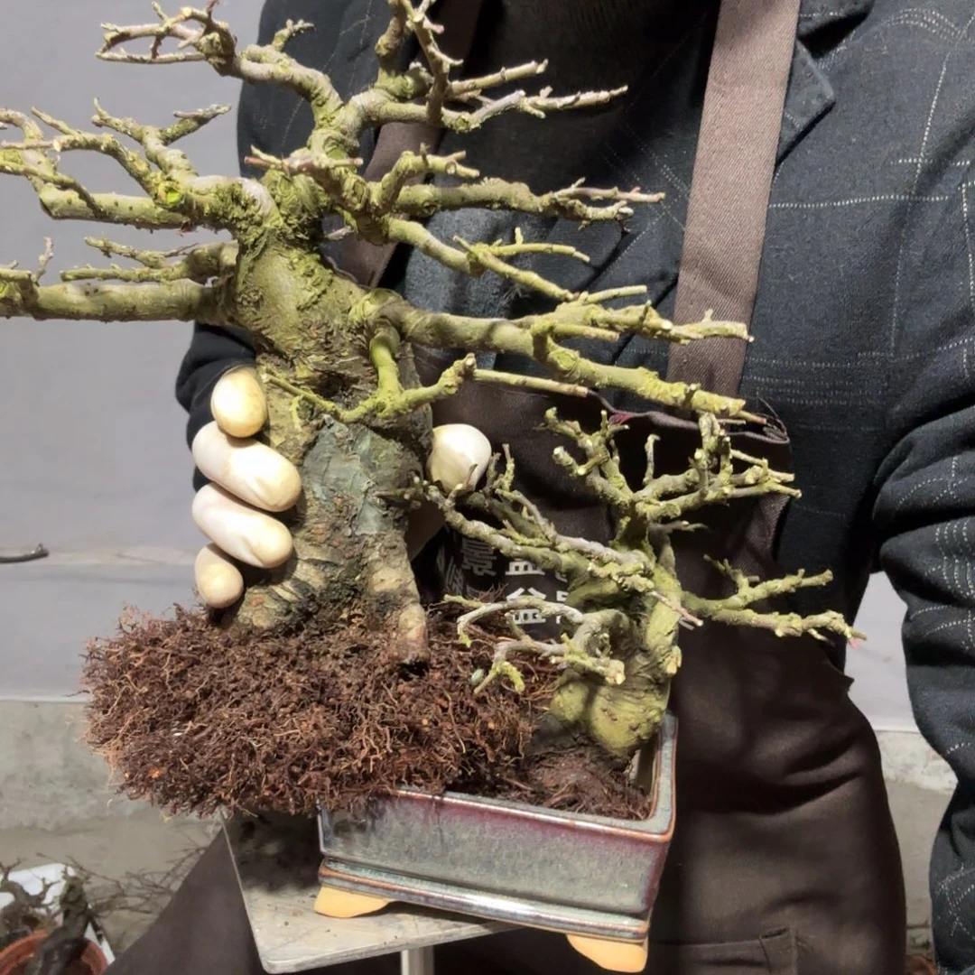 木***壳云南昭通红花平枝栒子红花